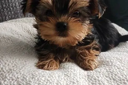 Sprzedam Yorkshire terrier, Lubelskie, Radzyń Podlaski