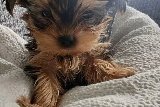 Sprzedam Yorkshire terrier, Lubelskie, Radzyń Podlaski