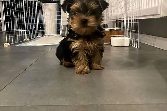Sprzedam Yorkshire terrier, Lubelskie, Radzyń Podlaski