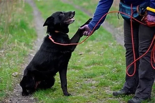 Heruś do adopcji,  śląskie Gliwice