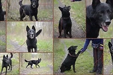 Heruś do adopcji,  śląskie Gliwice