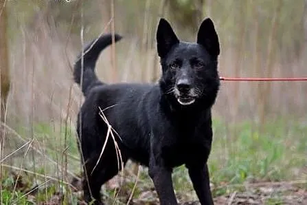 Heruś do adopcji,  śląskie Gliwice
