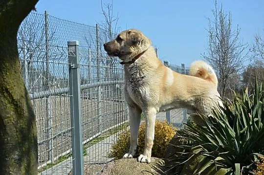 Pies stróżujący, Kangal, Witaszyce