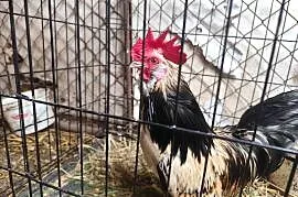 Porządne koguciki Czwerek – zahartowane, gotowe do nowego domu