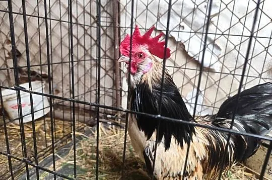 Porządne koguciki Czwerek – zahartowane, gotowe do nowego domu