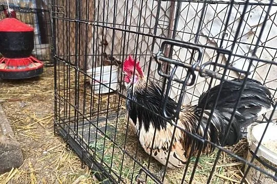 Porządne koguciki Czwerek – zahartowane, gotowe do nowego domu, Wielkopolskie, Kościan