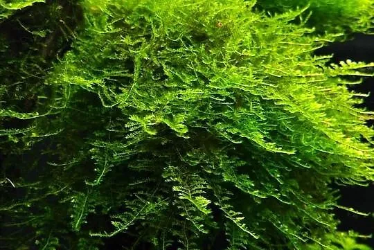 Peacock Moss - roślina akwariowa
