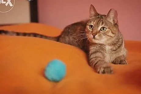 Nina - radosna, młoda koteczka,  mazowieckie Warsz