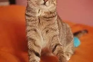 Nina - radosna, młoda koteczka,  mazowieckie Warsz