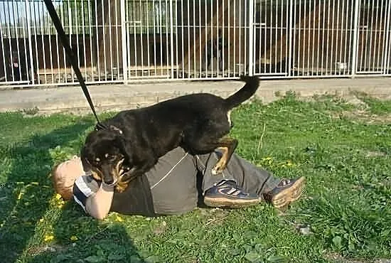 Lapuc prosi o dom