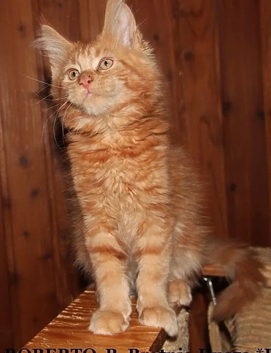 Rude kocurki Maine Coon, , Bolszewo