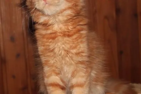 Rude kocurki Maine Coon, , Bolszewo