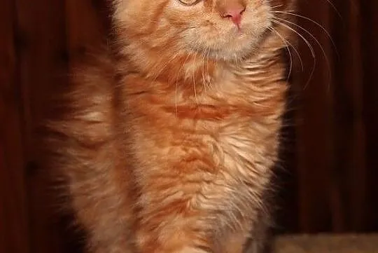 Rude kocurki Maine Coon, , Bolszewo