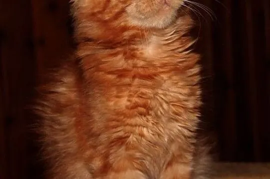 Rude kocurki Maine Coon, , Bolszewo