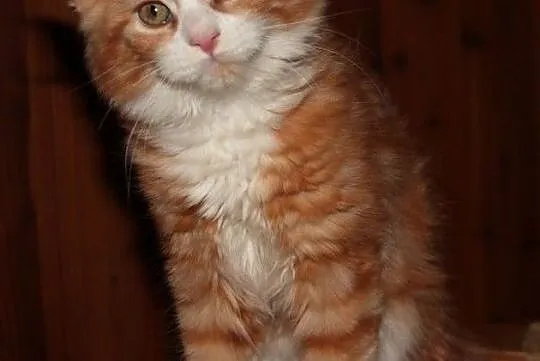 Rude kocurki Maine Coon, , Bolszewo