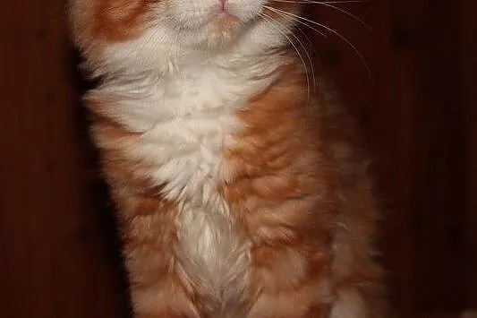 Rude kocurki Maine Coon, , Bolszewo