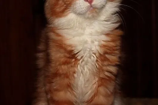 Rude kocurki Maine Coon, , Bolszewo