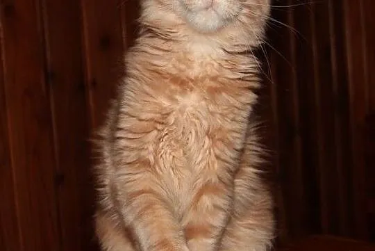 Rude kocurki Maine Coon, , Bolszewo