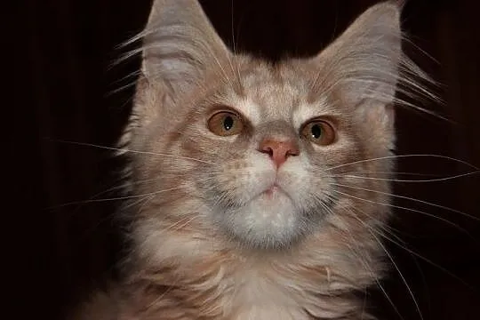 Rude kocurki Maine Coon, , Bolszewo
