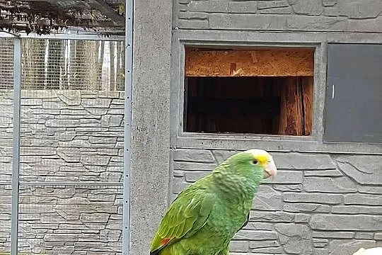 Amazonki ,amazonka oratrix samice 24 rok, Łódzkie, Wieruszów