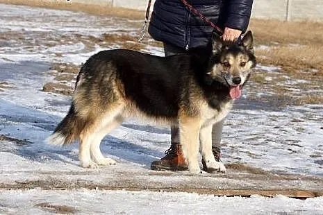 Tiko, przyjacielski, grzeczny psiak szuka domu,  K