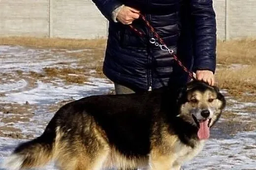 Tiko, przyjacielski, grzeczny psiak szuka domu,  K
