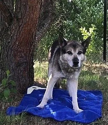 GIENEK 8 letni porzucony psiak w typie ON szuka domu, Mazowieckie, Warszawa
