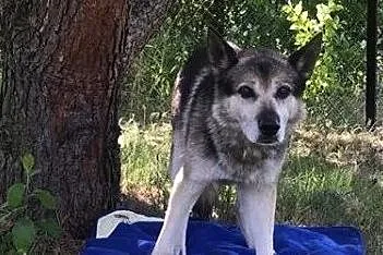 GIENEK 8 letni porzucony psiak w typie ON szuka domu, Mazowieckie, Warszawa