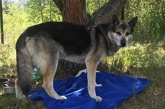 GIENEK 8 letni porzucony psiak w typie ON szuka domu, Mazowieckie, Warszawa