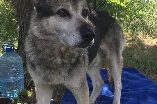 GIENEK 8 letni porzucony psiak w typie ON szuka domu, Mazowieckie, Warszawa