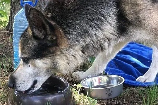 GIENEK 8 letni porzucony psiak w typie ON szuka domu, Mazowieckie, Warszawa