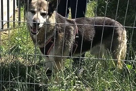 GIENEK 8 letni porzucony psiak w typie ON szuka domu, Mazowieckie, Warszawa