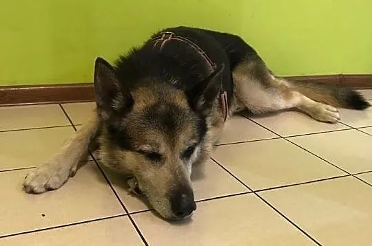 GIENEK 8 letni porzucony psiak w typie ON szuka domu, Mazowieckie, Warszawa