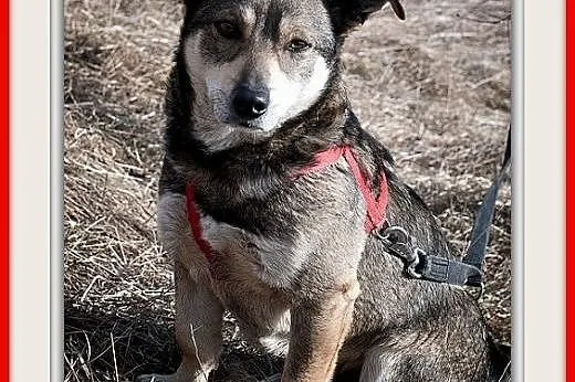 Średni 13 kg,tulaśny,łagodny szczepiony,wilczasty psiak RITO.Adopcja.,  małopolskie Kraków, Małopolskie, Kraków