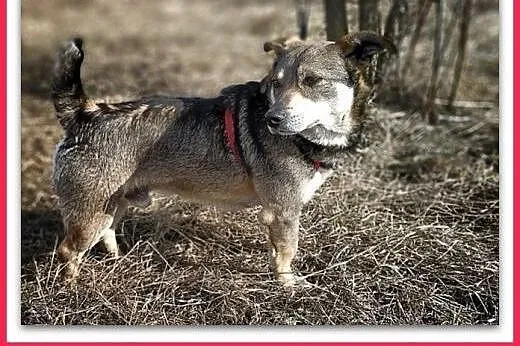 Średni 13 kg,tulaśny,łagodny szczepiony,wilczasty psiak RITO.Adopcja.,  małopolskie Kraków, Małopolskie, Kraków