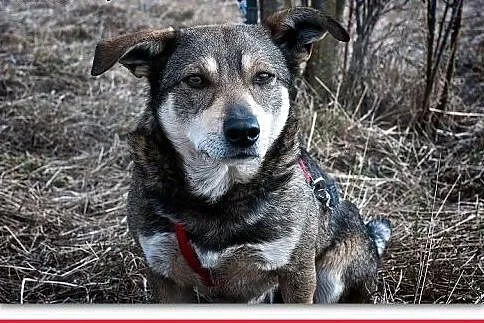 Średni 13 kg,tulaśny,łagodny szczepiony,wilczasty psiak RITO.Adopcja.,  małopolskie Kraków, Małopolskie, Kraków