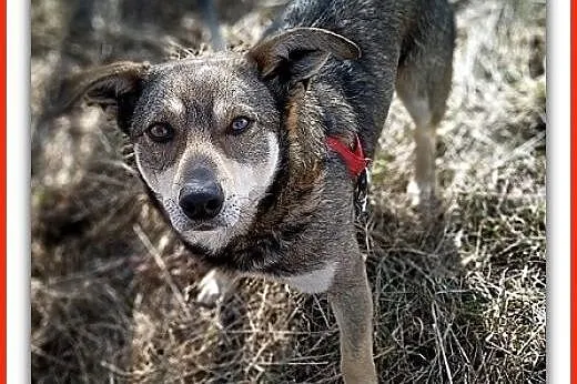 Średni 13 kg,tulaśny,łagodny szczepiony,wilczasty psiak RITO.Adopcja.,  małopolskie Kraków, Małopolskie, Kraków