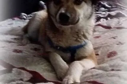 Milusia - 8 kg słodyczy poleca się do adopcji,  ma