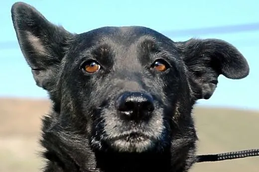 Kala spokojna, łagodna, przyjacielska suczka ADOPC