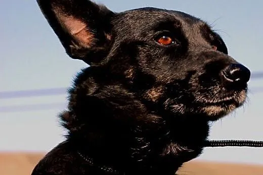 Kala spokojna, łagodna, przyjacielska suczka ADOPC