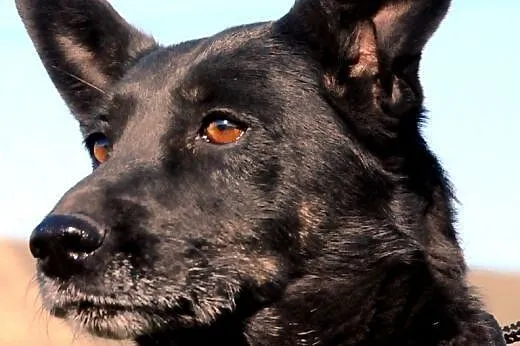Kala spokojna, łagodna, przyjacielska suczka ADOPC