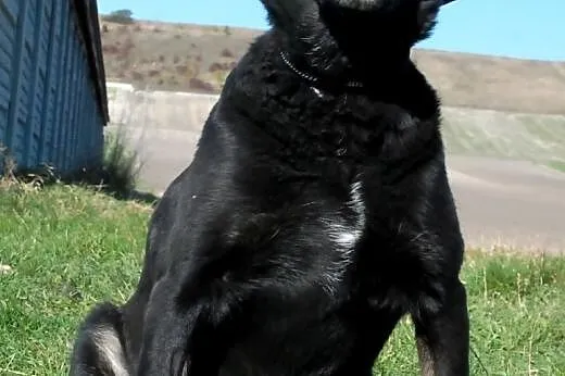 Kala spokojna, łagodna, przyjacielska suczka ADOPC
