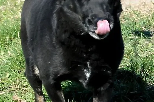Kala spokojna, łagodna, przyjacielska suczka ADOPC