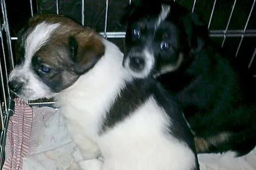 szczenięta - 7 tygodni - do adopcji.,  dolnośląskie Wrocław