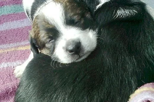 Szczenięta - 7 tygodni - do adopcji.,  dolnośląski