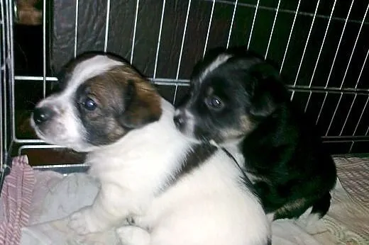 Szczenięta - 7 tygodni - do adopcji.,  dolnośląski