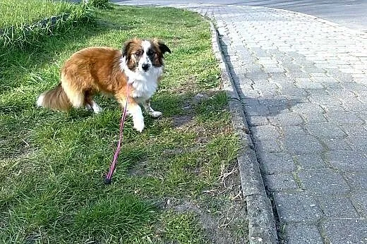 Szczenięta - 7 tygodni - do adopcji.,  dolnośląski