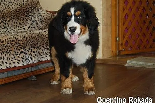 Berneński pies pasterski Quentino szuka kochająceg