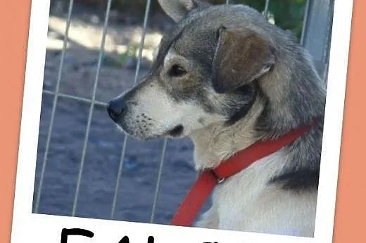 Delikatny FALCO do spokojnego domu,radosny,przyjazny.Adopcja.,  dolnośląskie Wrocław