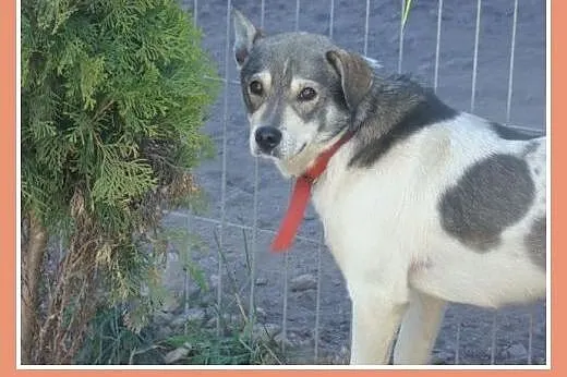 Delikatny FALCO do spokojnego domu,radosny,przyjaz